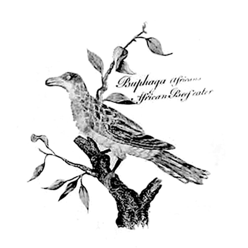 #2340 - Bird - Nature